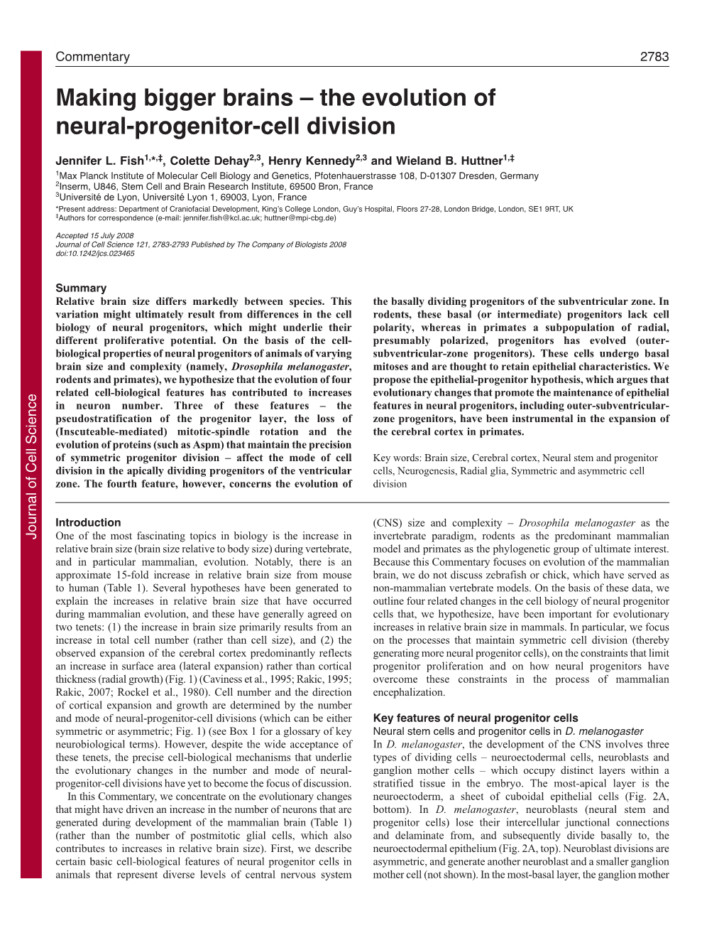 The Evolution of Neural-Progenitor-Cell Division