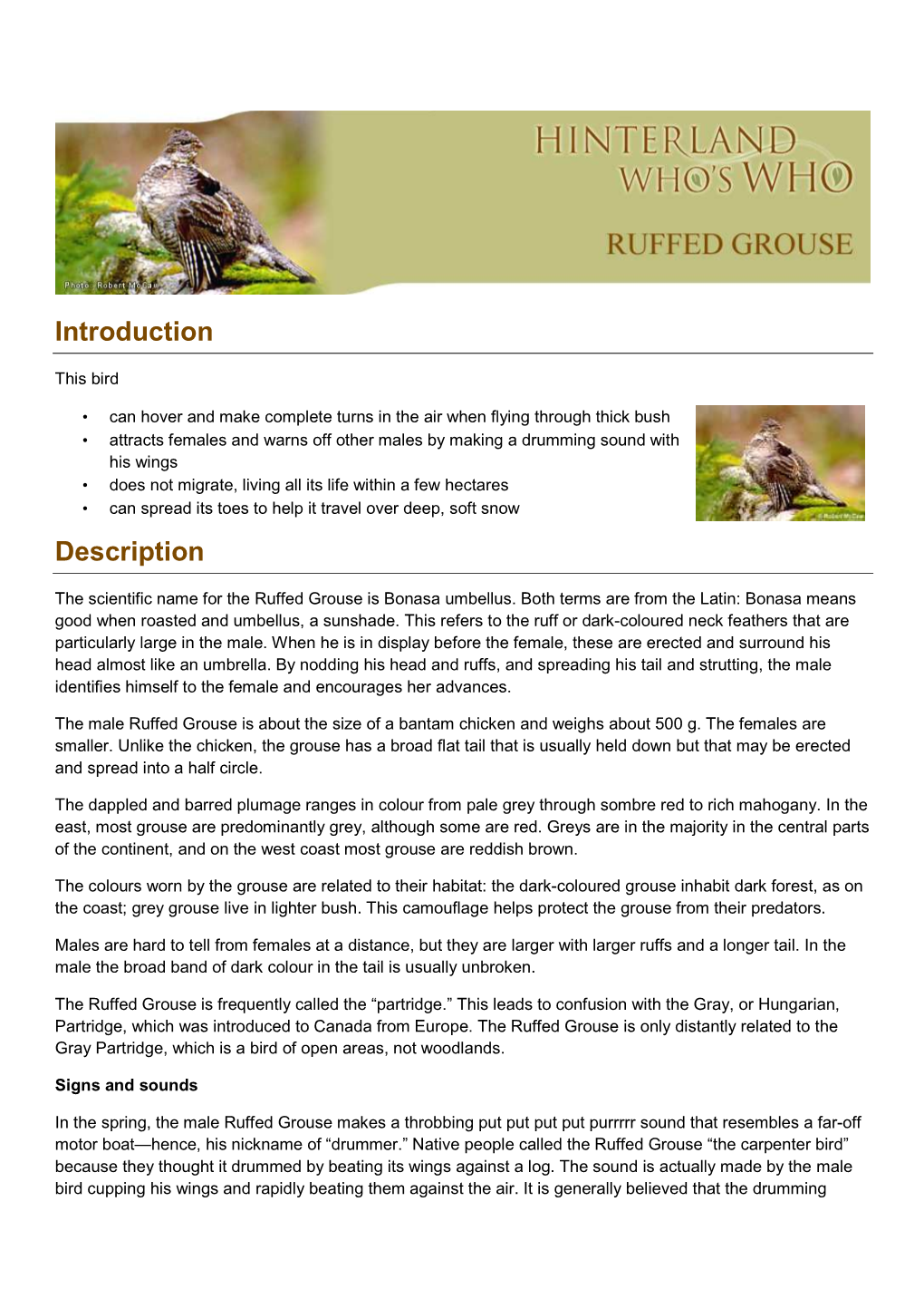 Ruffed-Grouse-En.Pdf