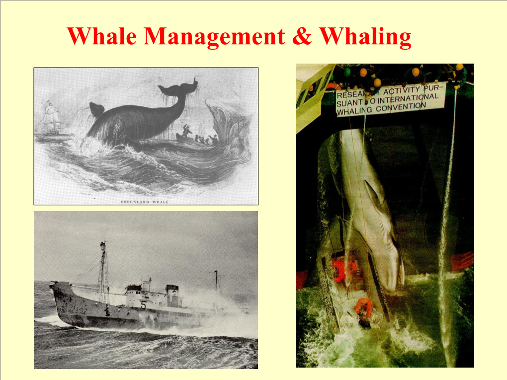 Whaling & Whale Management