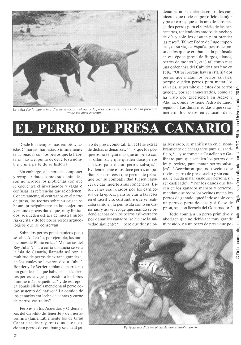 El Perro De Presa Canario