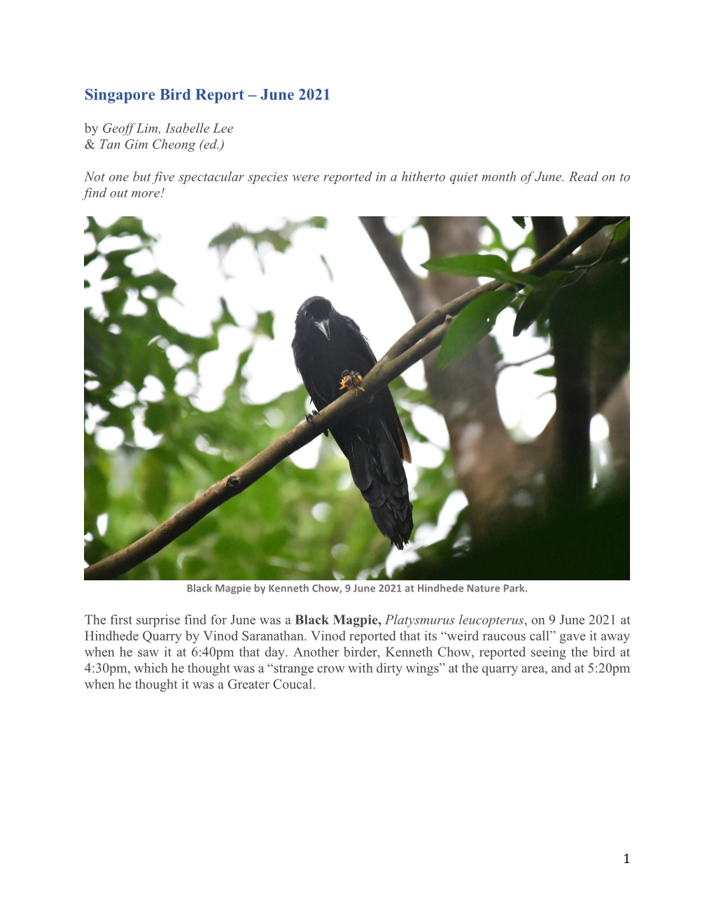 Singapore Bird Report – June 2021 by Geoff Lim, Isabelle Lee & Tan Gim Cheong (Ed.)