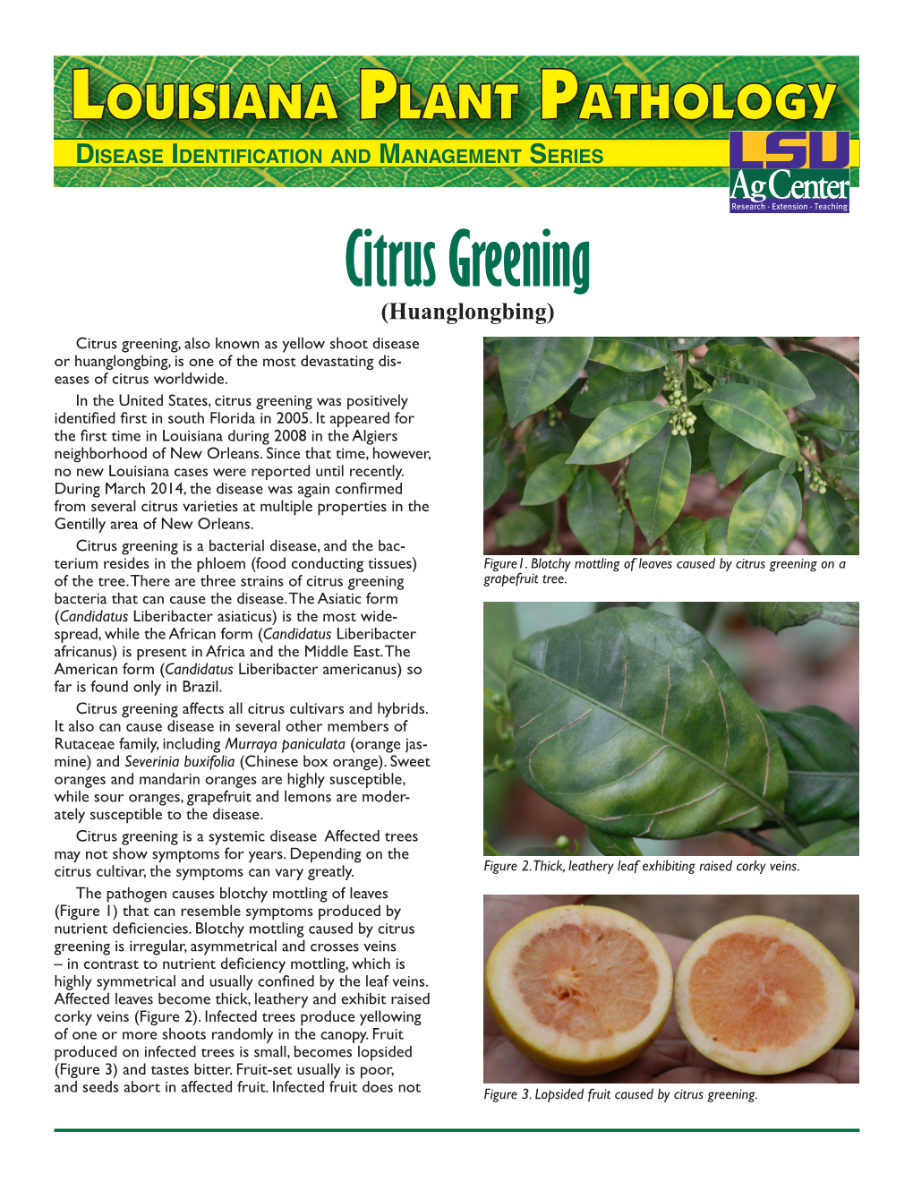 Citrus Greening (Huanglongbing) Citrus Greening, Also Known As Yellow Shoot Disease Or Huanglongbing, Is One of the Most Devastating Dis- Eases of Citrus Worldwide