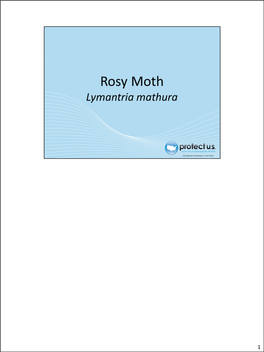 Rosymoth.Pdf