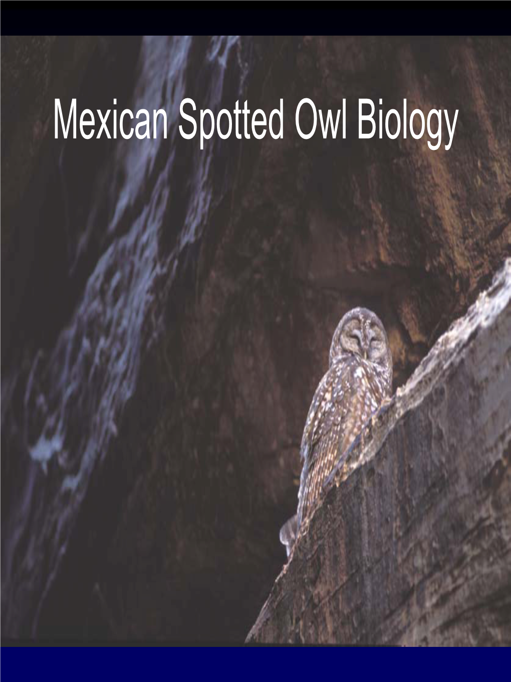 Mexican Spotted Owl Biology Powerpoint