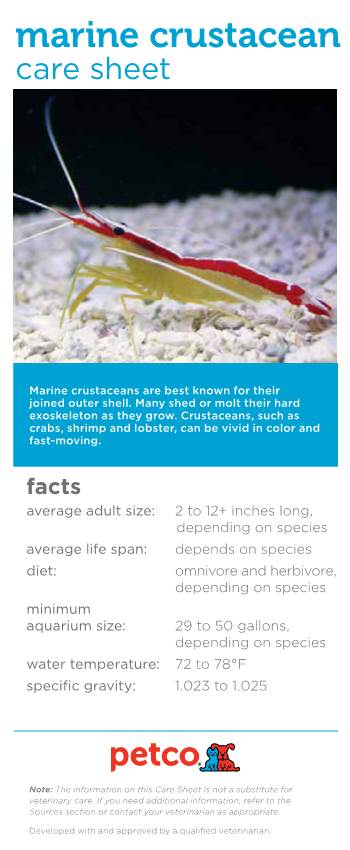 Marine Crustacean Care Sheet