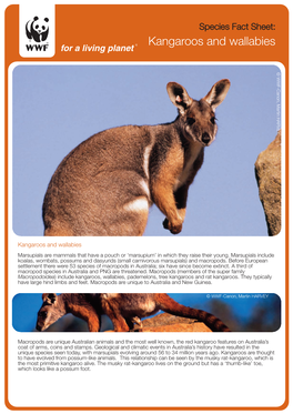 Kangaroo and Wallaby Fact Sheet