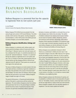 Bulbous Bluegrass