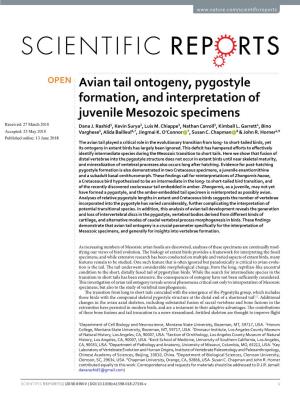 Avian Tail Ontogeny, Pygostyle Formation, and Interpretation of Juvenile Mesozoic Specimens Received: 27 March 2018 Dana J