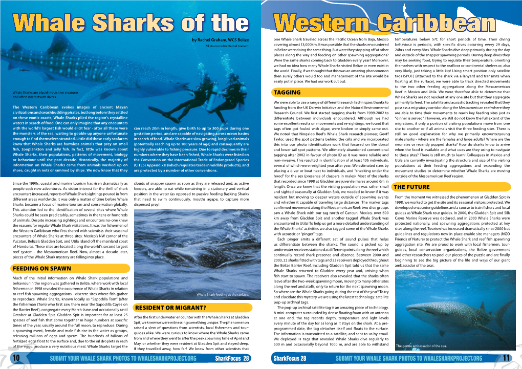 Whale Sharks of the Western Caribbean