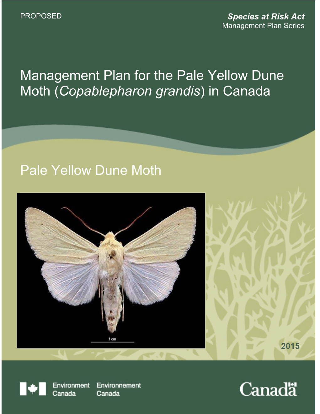 Pale Yellow Dune Moth (Copablepharon Grandis) in Canada