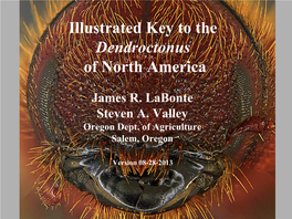 Illustrated Key to the Dendroctonus of North America