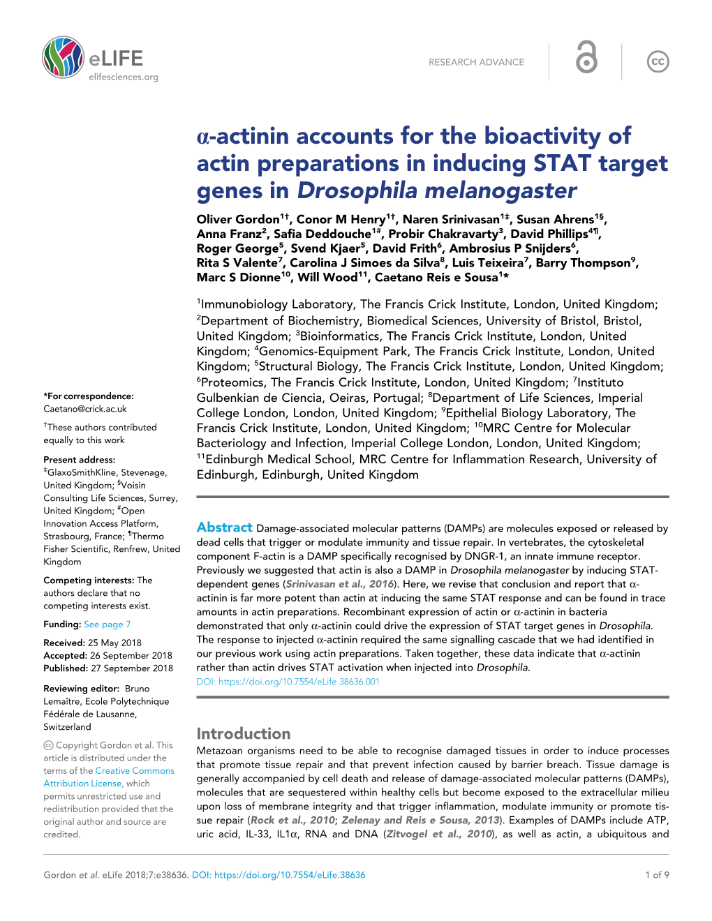 A-Actinin Accounts for the Bioactivity of Actin Preparations in Inducing STAT