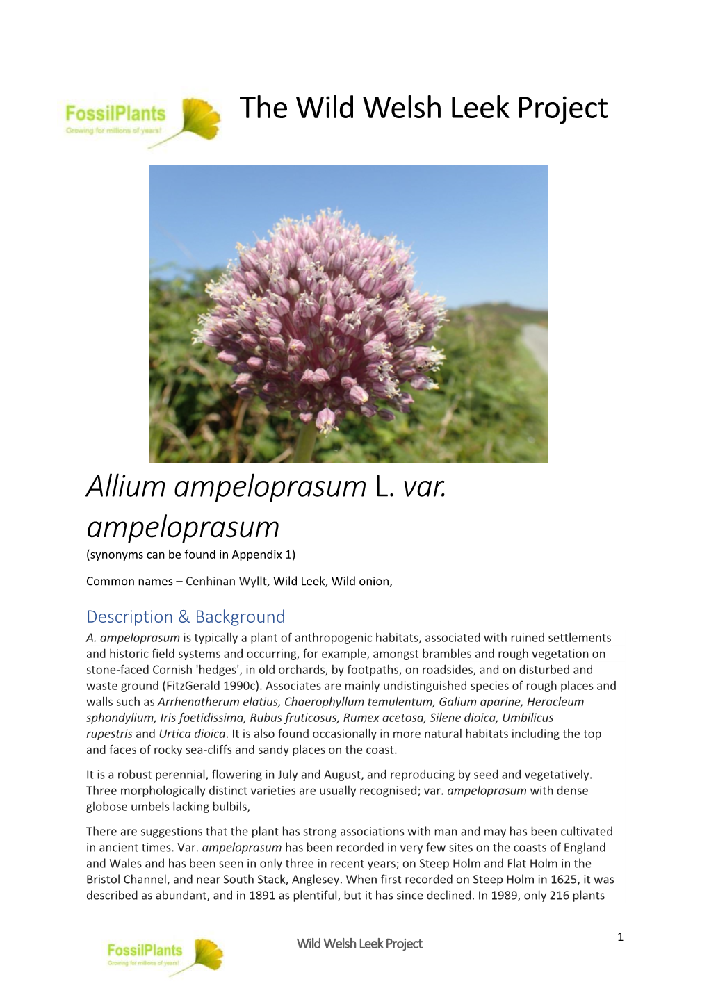 The Wild Welsh Leek Project Allium Ampeloprasum L. Var. Ampeloprasum