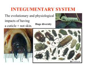 INTEGUMENTARY SYSTEM the Evolutionary and Physiological Impacts of Having Huge Diversity a Cuticle + Not Skin