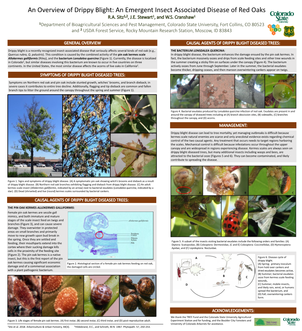 An Overview of Drippy Blight Disease