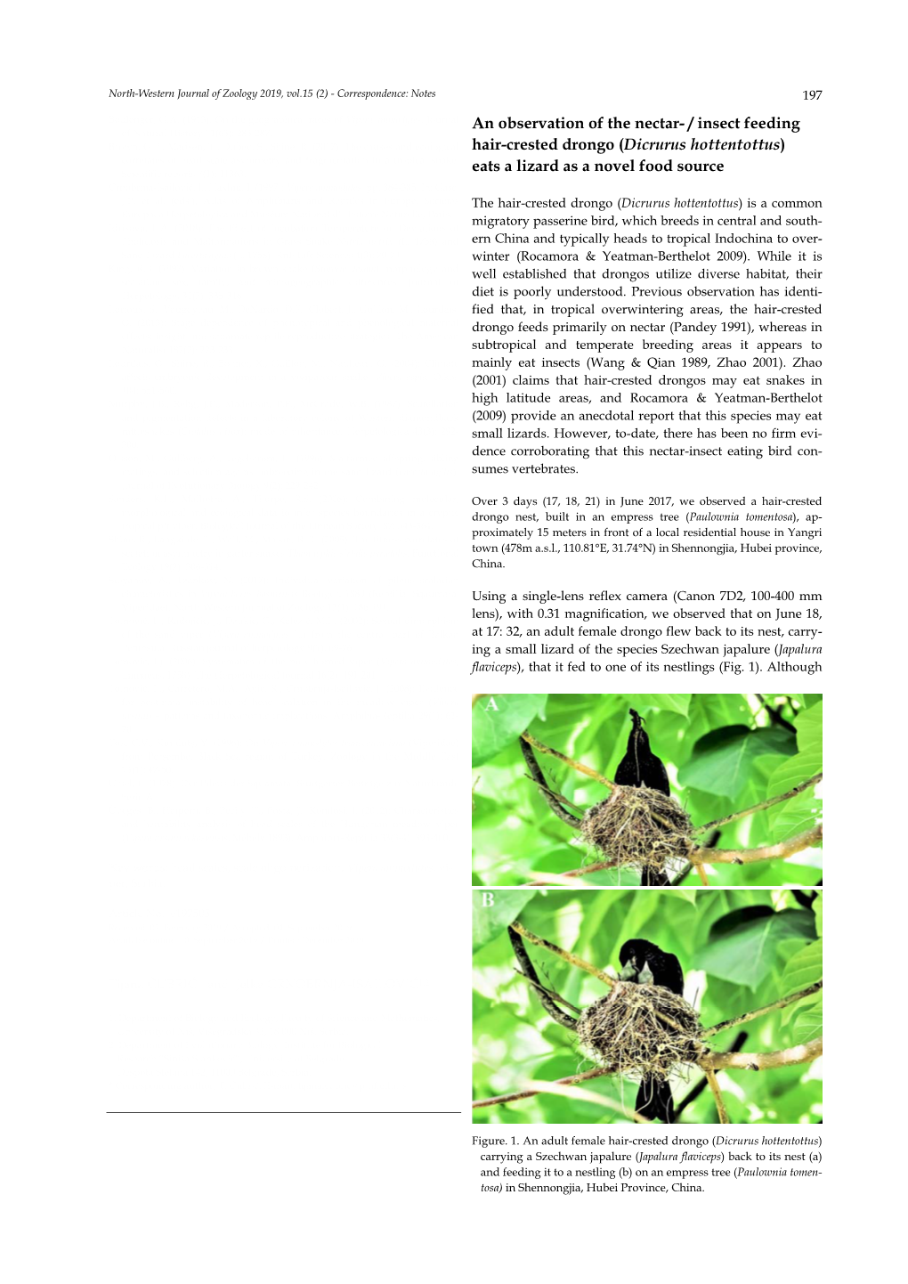 Dicrurus Hottentottus) Correlates of Head Scale Asymmetry and Fragmentation in a Tropical Snake