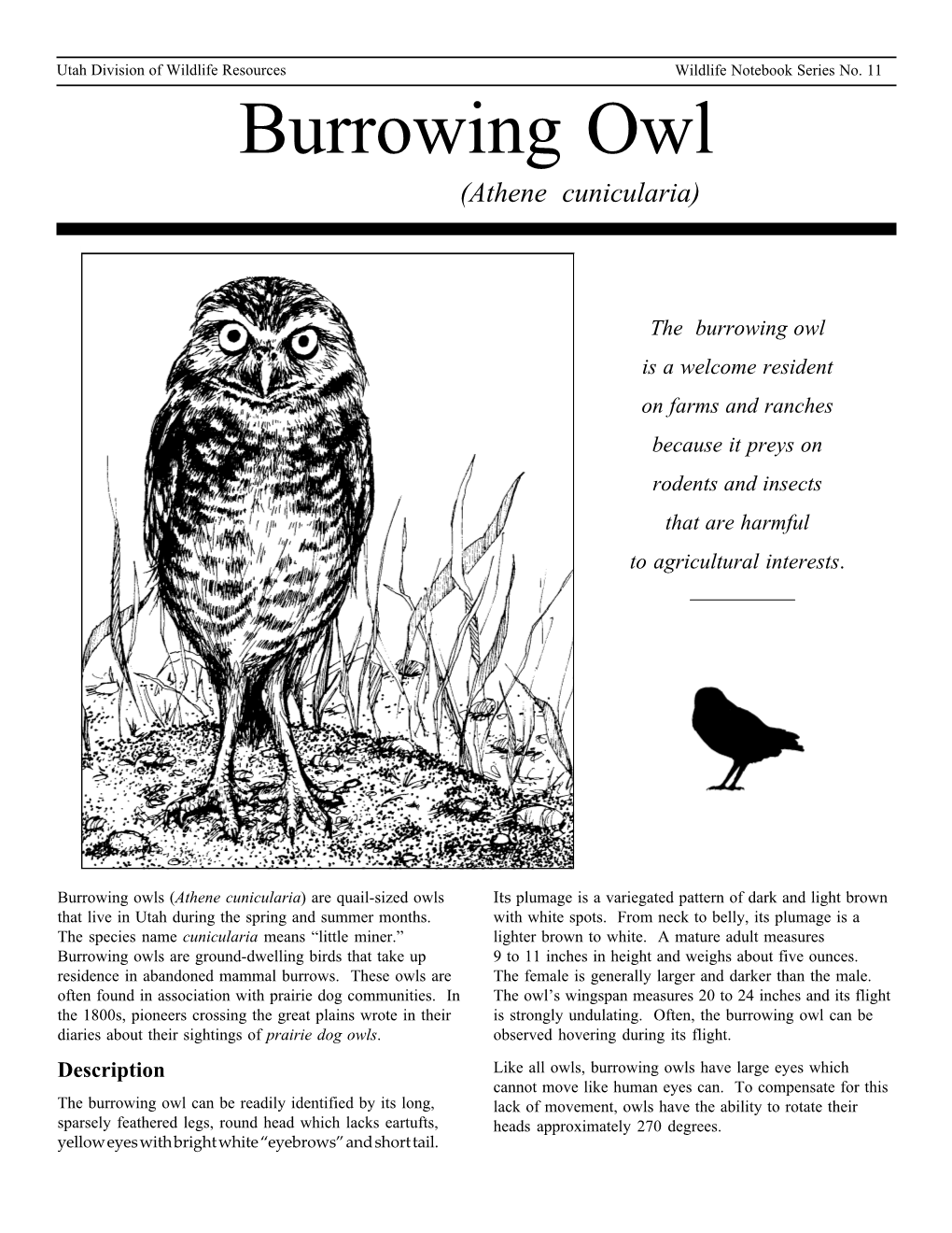 Burrowing Owls Biology and Ecology from Utah DWR (PDF)