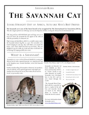 The Savannah Cat Is One of the Latest Breeds to Be Recognized by the International Cat Association (TICA)