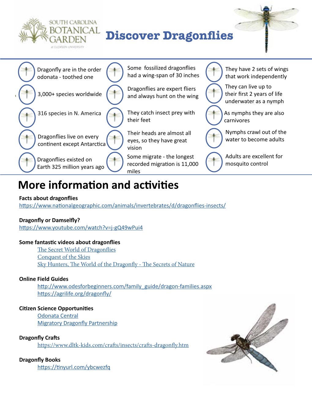 More Information and Activities Discover Dragonflies