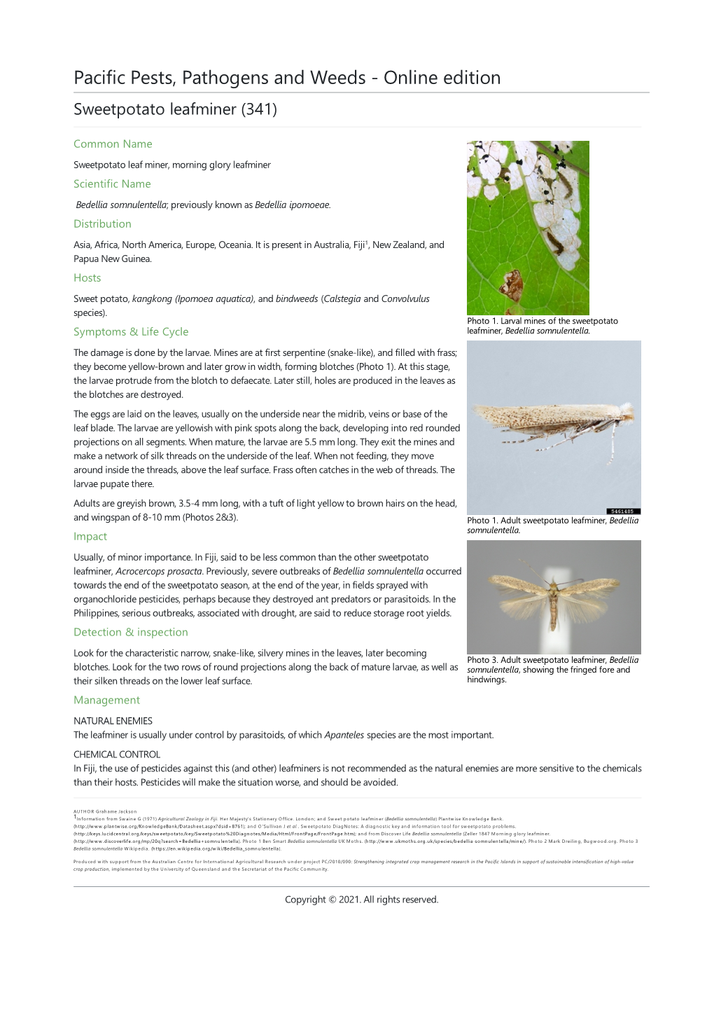 Sweetpotato Leafminer (341)