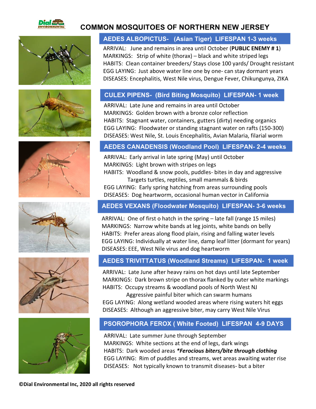 Common Mosquitoes of Northern New Jersey