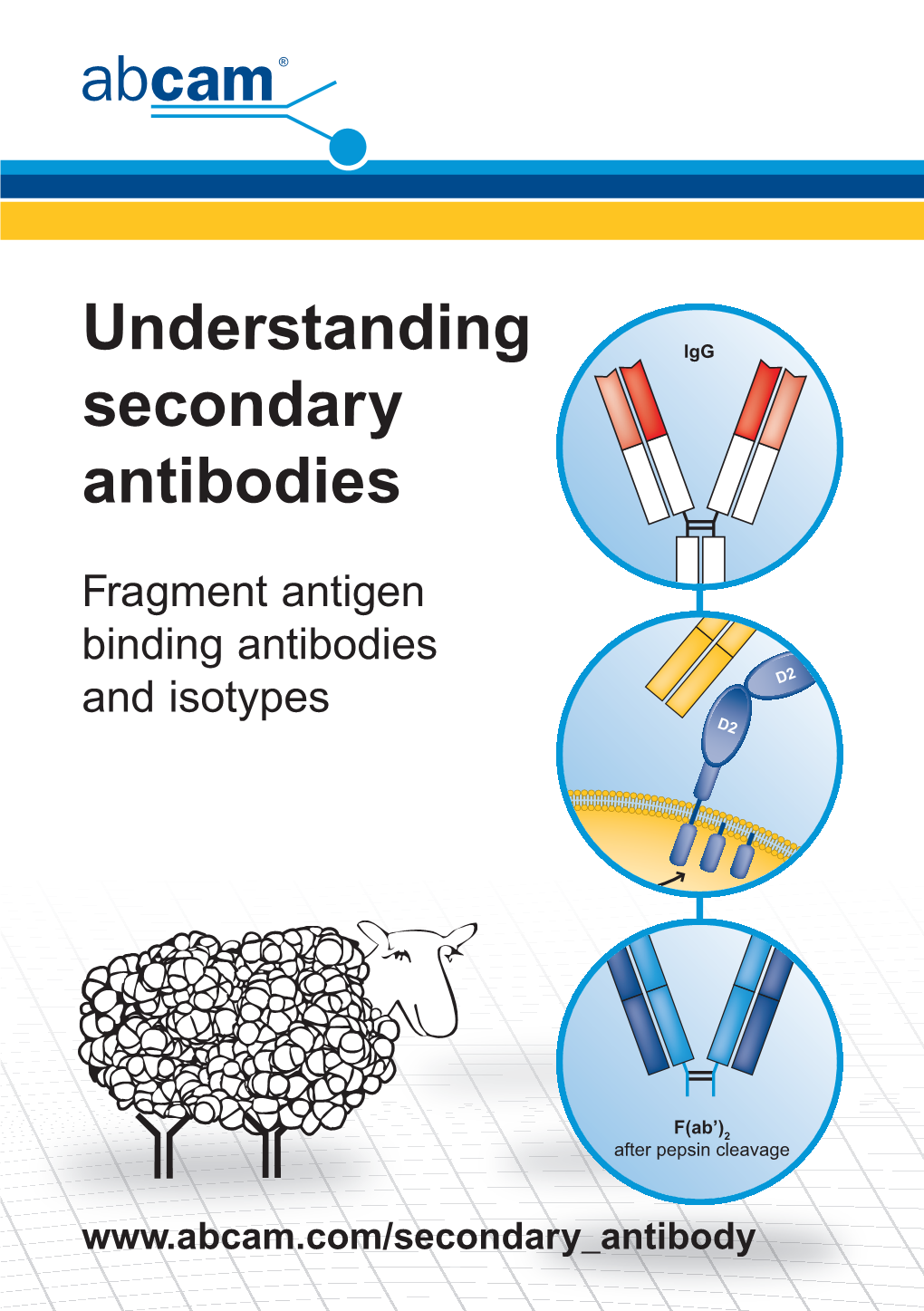 Understanding Secondary Antibodies