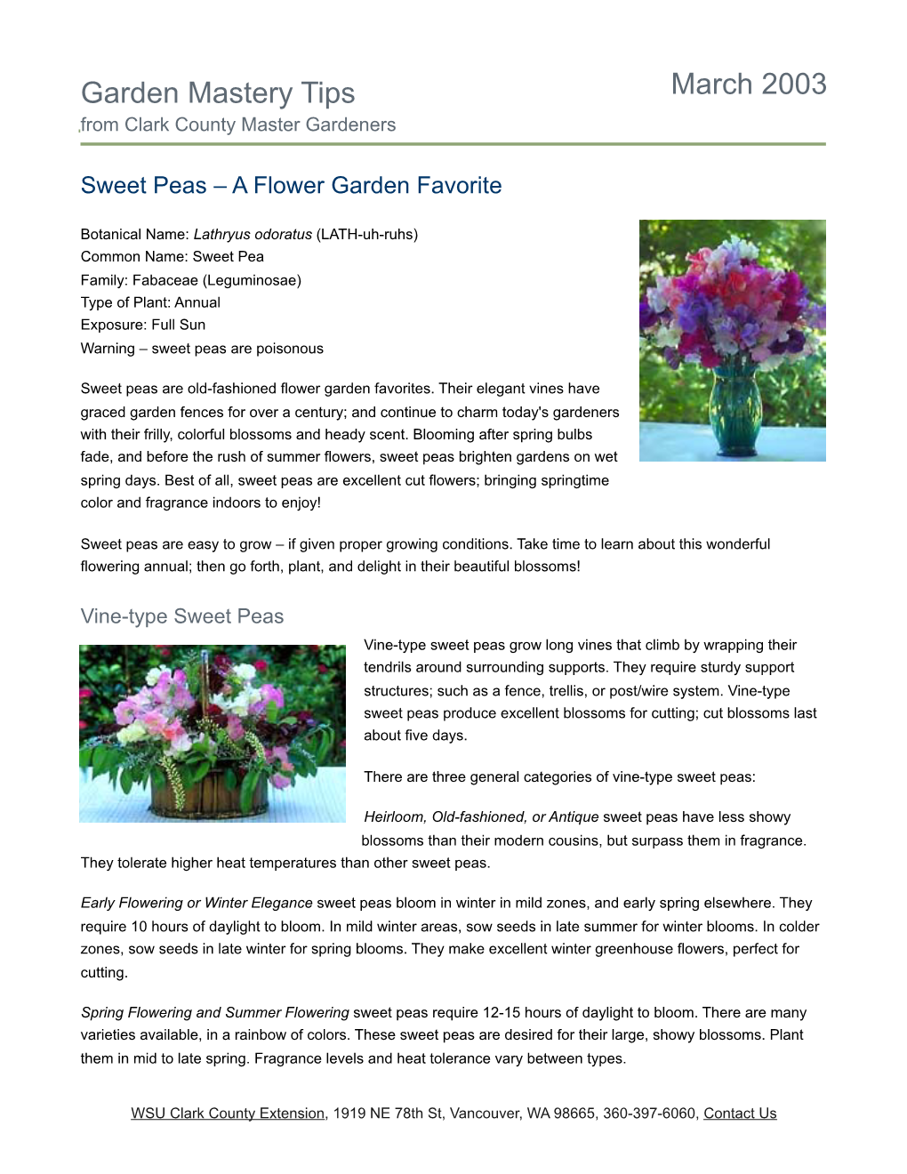 Sweet Peas – a Flower Garden Favorite