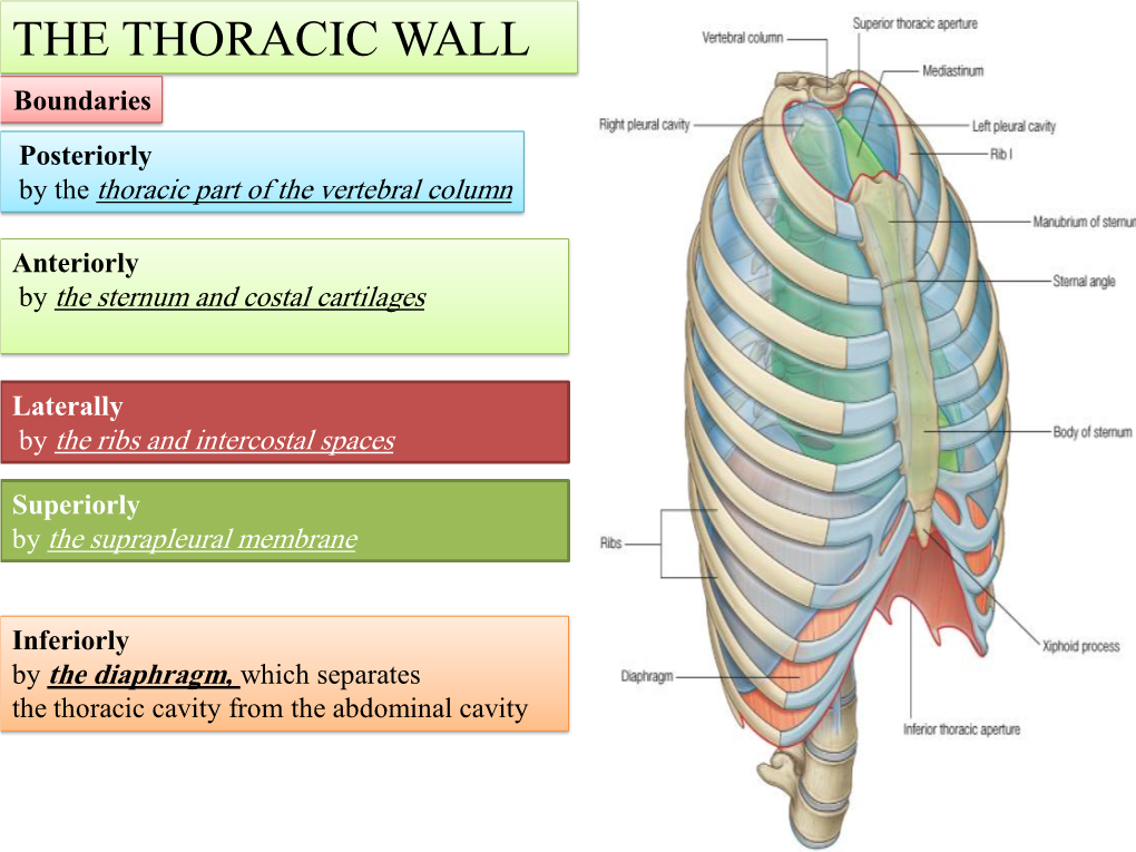 THE THORACIC WALL Boundaries Posteriorly by the Thoracic Part of the Vertebral Column