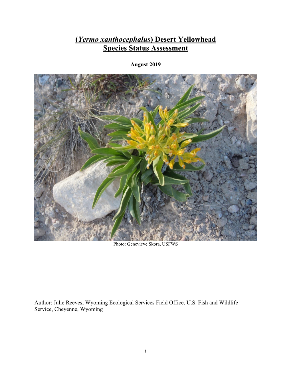 Desert Yellowhead Species Status Assessment