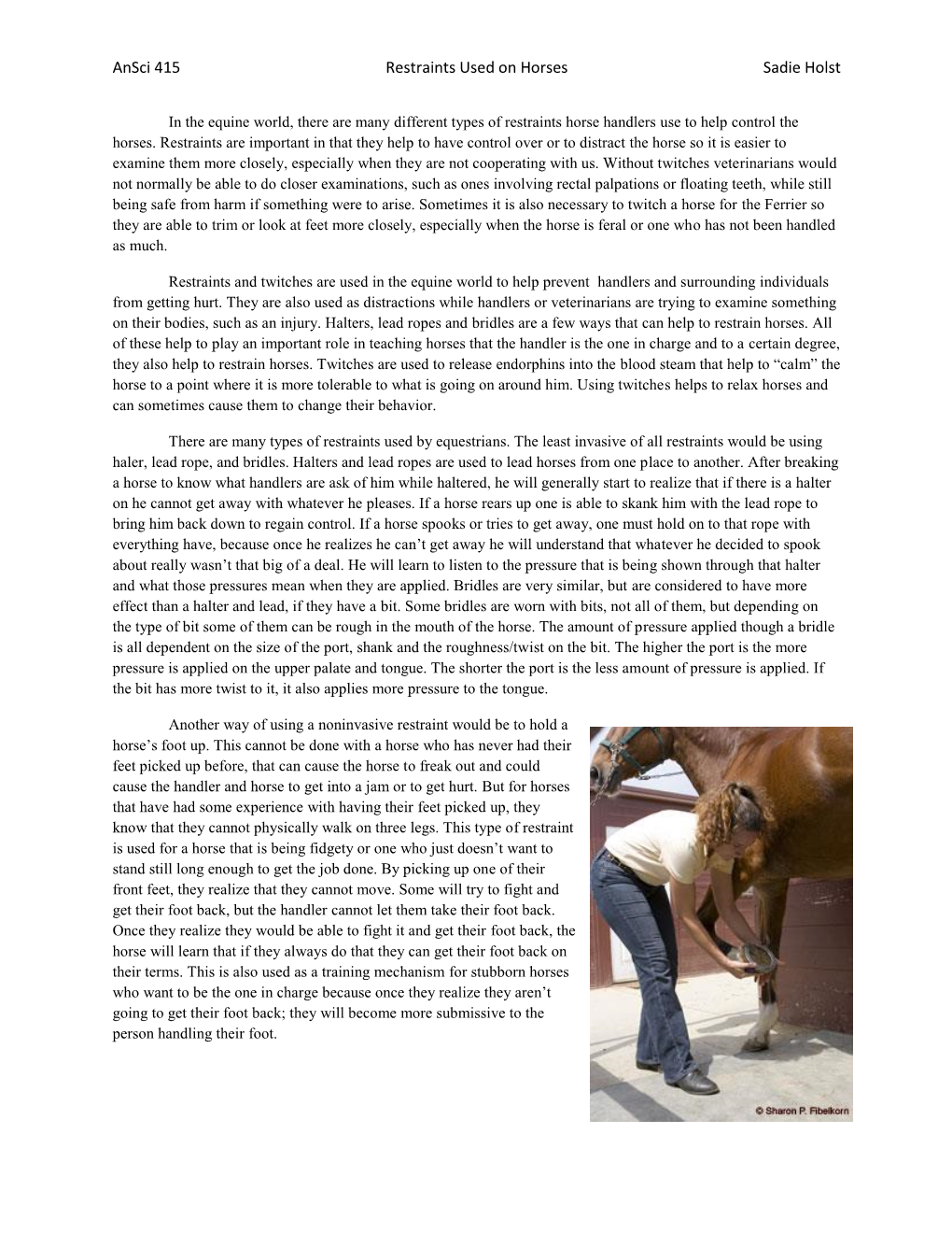 Ansci 415 Restraints Used on Horses Sadie Holst