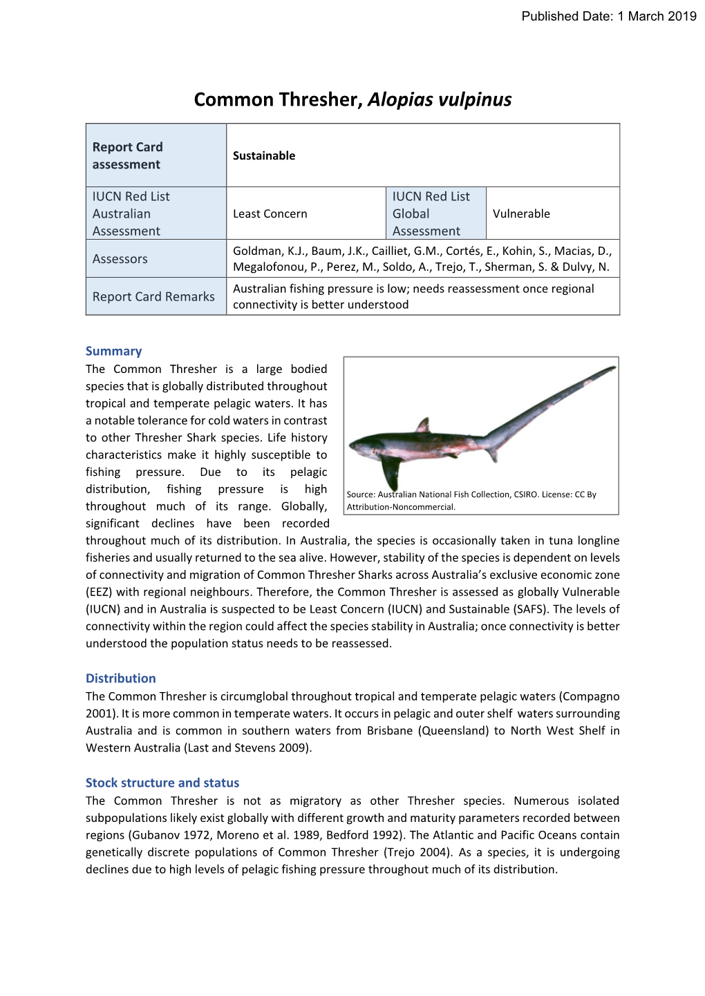 Common Thresher, Alopias Vulpinus