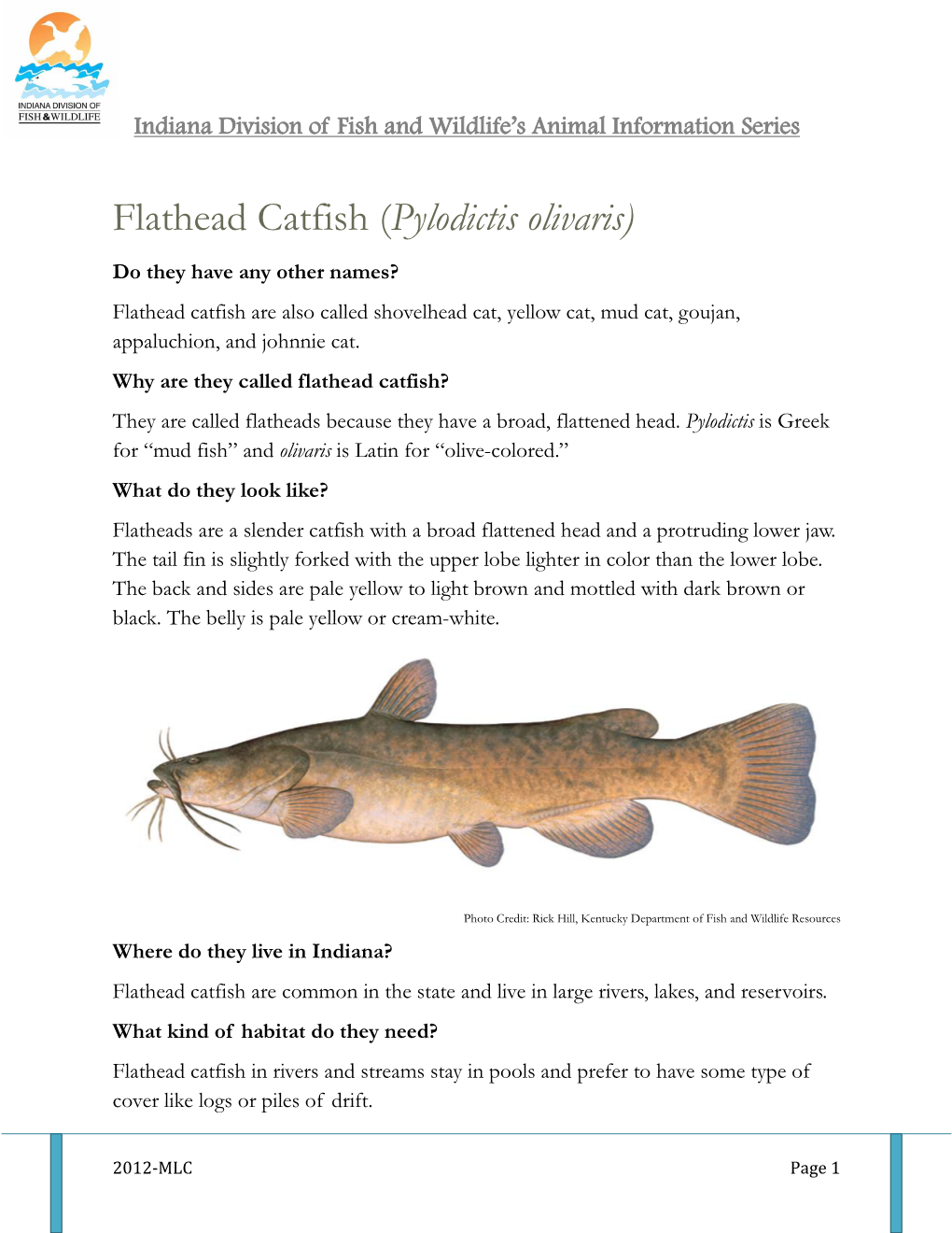 Flathead Catfish (Pylodictis Olivaris)
