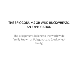 Eriogonums Or Wild Buckwheats, an Exploration