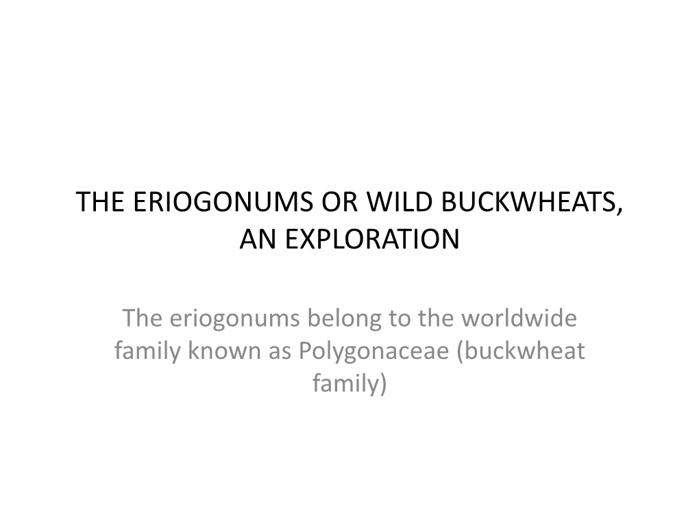 Eriogonums Or Wild Buckwheats, an Exploration