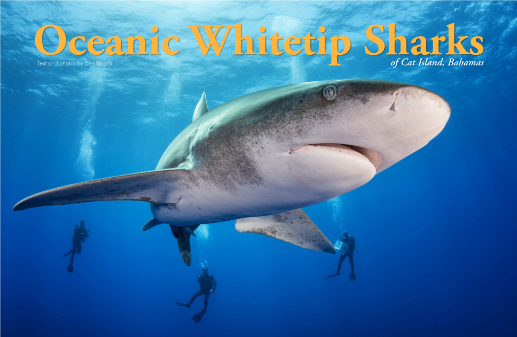 Oceanic Whitetip Sharks of Cat Island Article