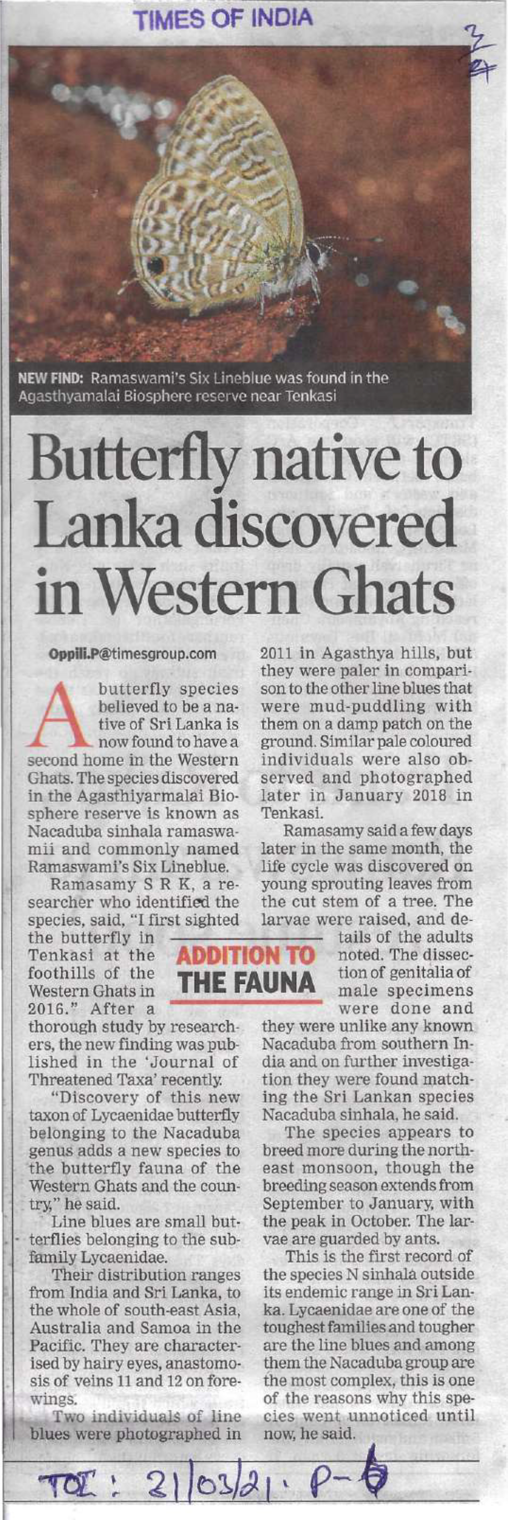 Butterfly Native to Lanka Discovered Inwestern Ghats