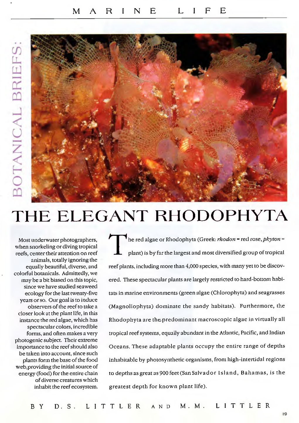 The Elegant Rhodophyta