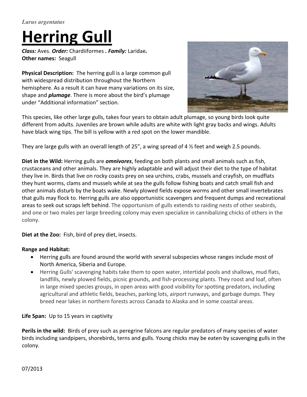 Herring Gull Class: Aves