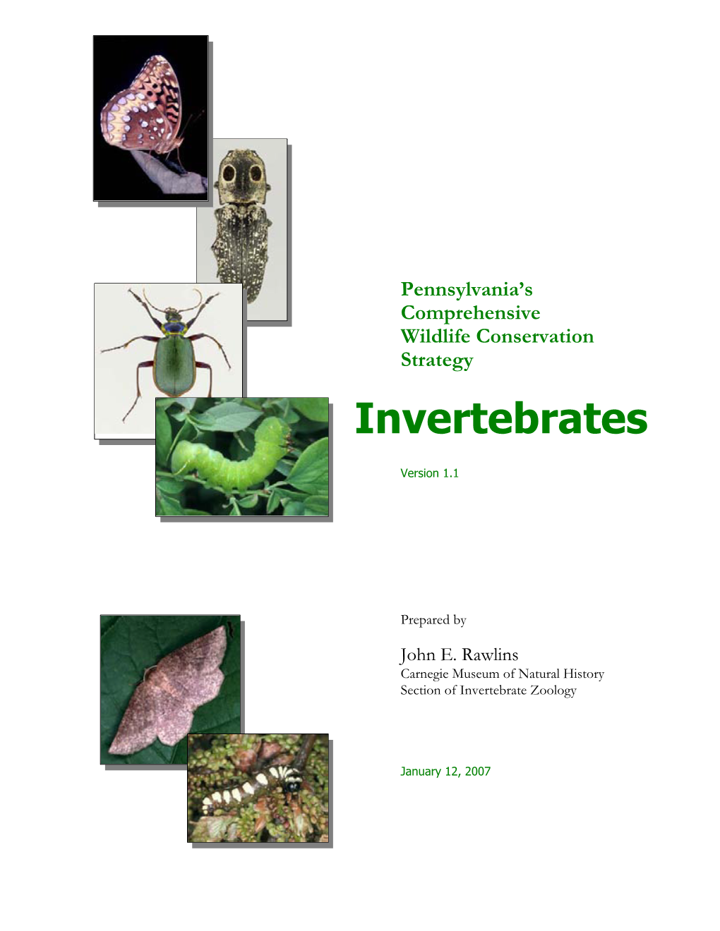 Invertebrates