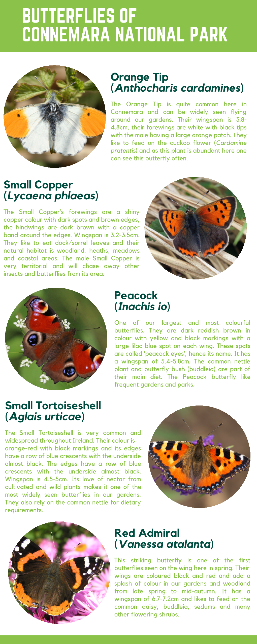 Butterflies of Connemara National Park