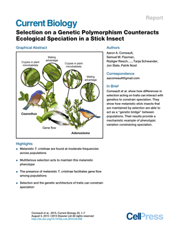 Selection on a Genetic Polymorphism Counteracts Ecological Speciation in a Stick Insect