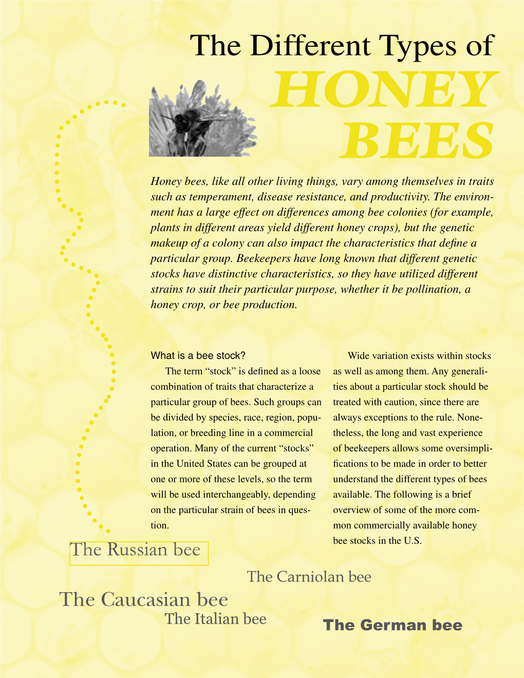 The Different Types of HONEY BEES Honey Bees, Like All Other Living Things, Vary Among Themselves in Traits Such As Temperament, Disease Resistance, and Productivity