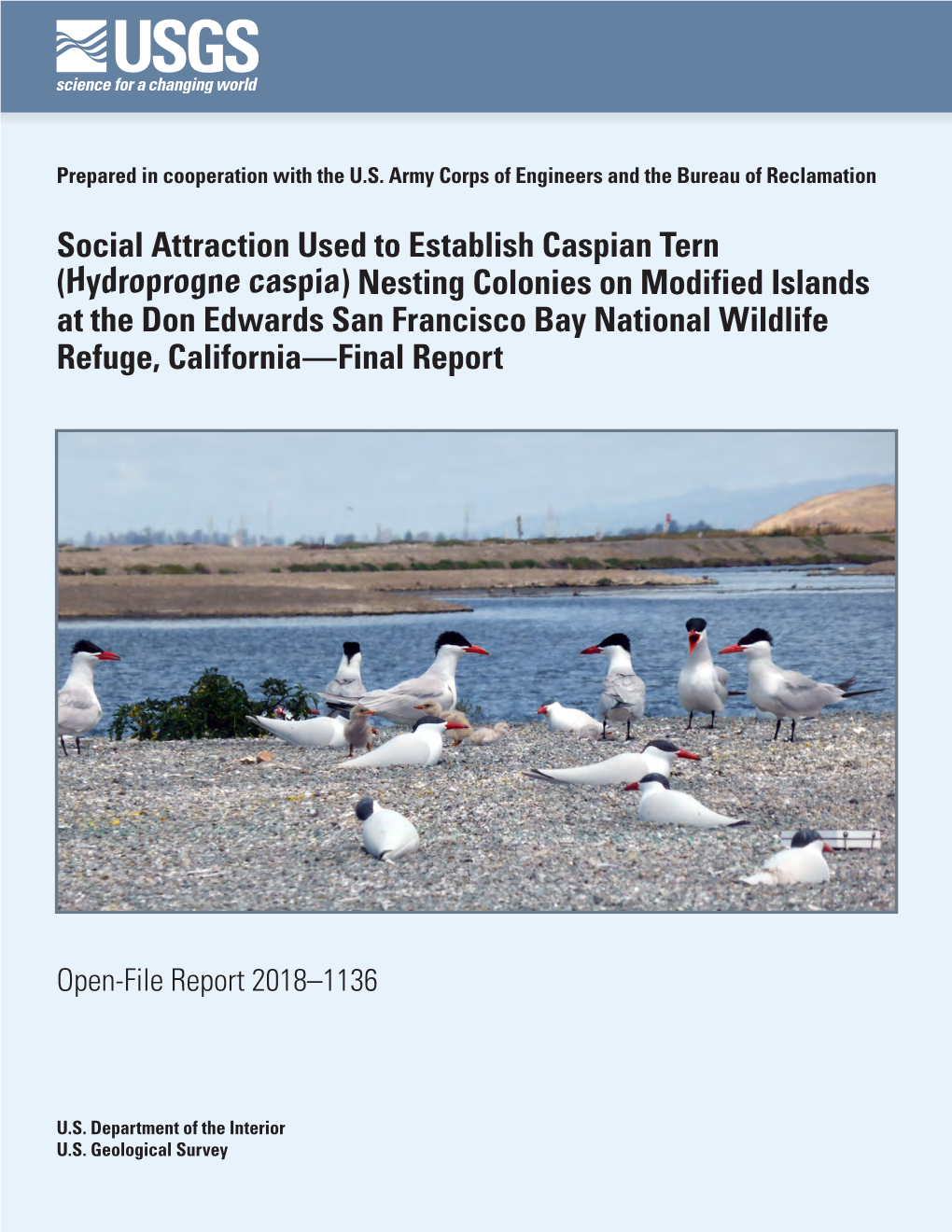 Social Attraction Used to Establish Caspian Tern (Hydroprogne Caspia