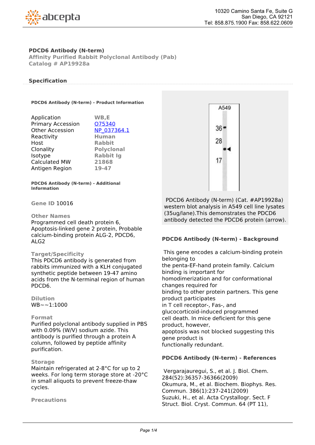 PDCD6 Antibody (N-Term) Affinity Purified Rabbit Polyclonal Antibody (Pab) Catalog # Ap19928a