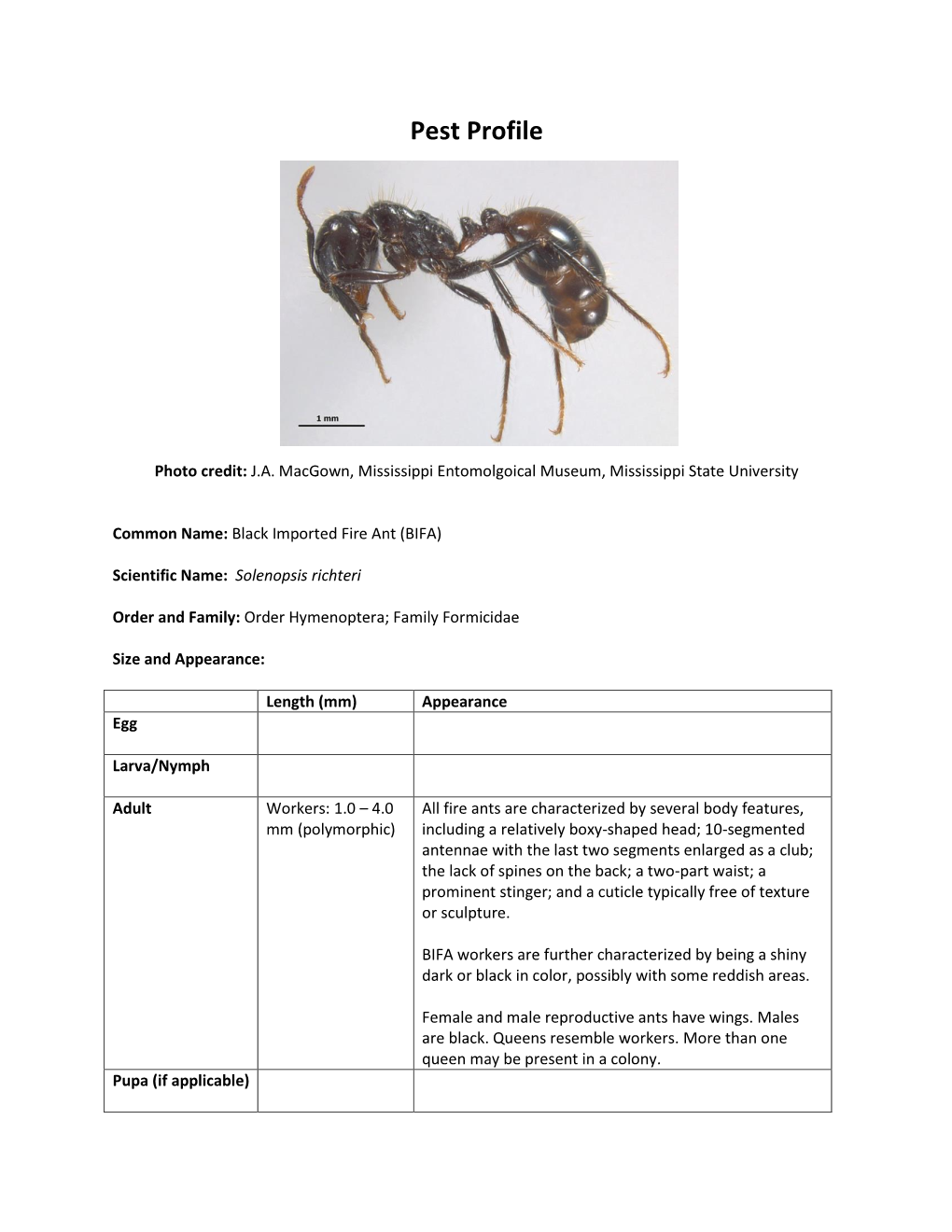 Black Imported Fire Ant (BIFA)