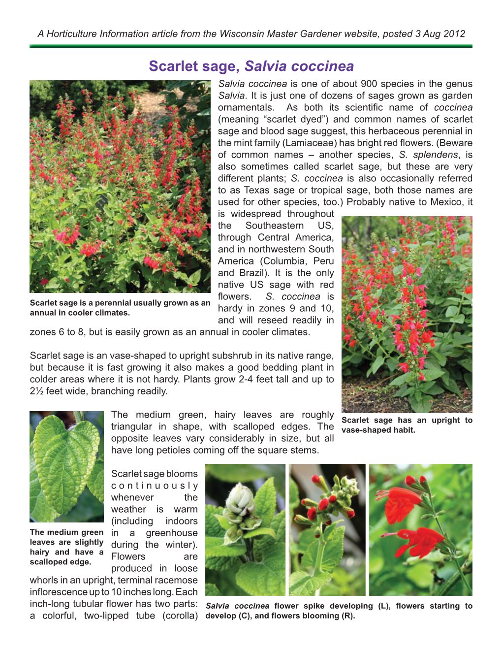 Scarlet Sage, Salvia Coccinea Salvia Coccinea Is One of About 900 Species in the Genus Salvia