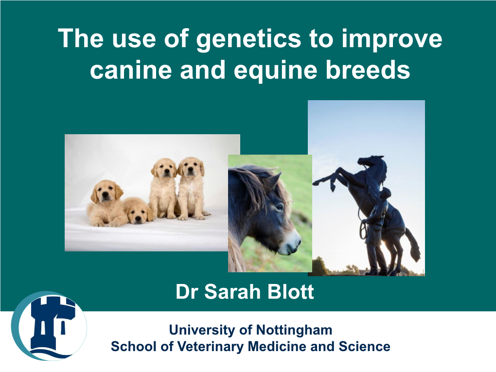 The Use of Genetics to Improve Canine and Equine Breeds