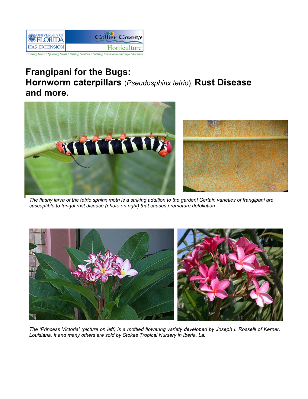 Frangipani Insect Pests Of