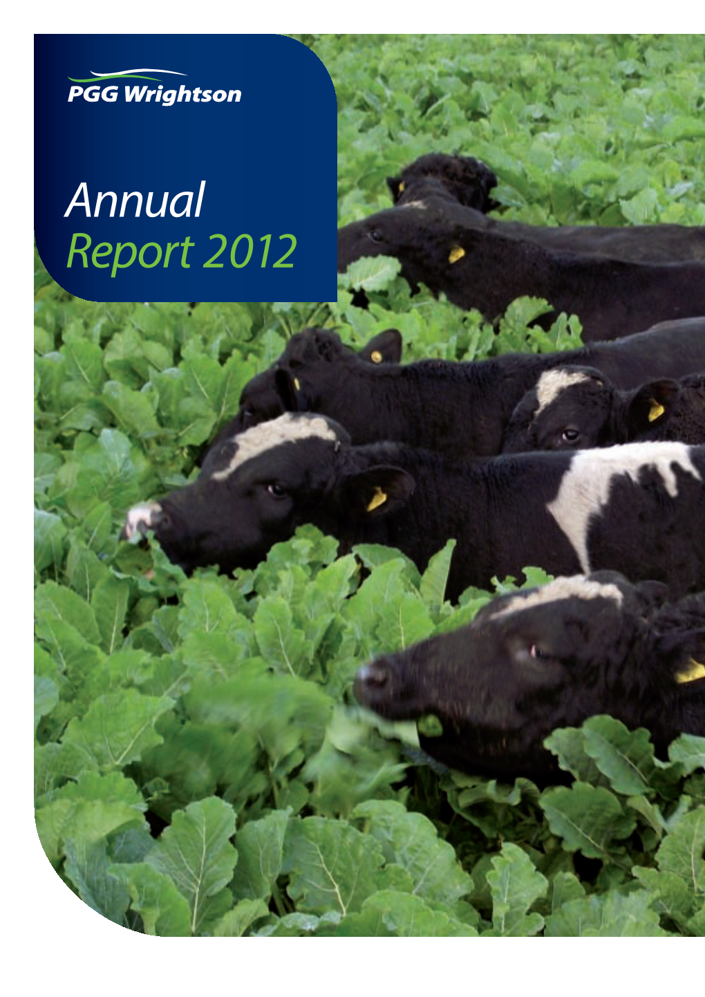 Annual Report 2012 COVER PHOTO; Bulls in Winter Crop (Sovereign Kale)