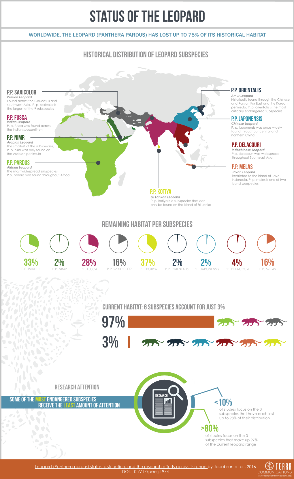 Leopard Infographic Vertical